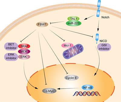 Dysregulation of FBW7 in malignant lymphoproliferative disorders